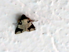 Condica cupentia