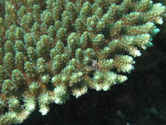 Acropora hyacinthus