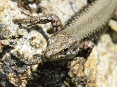 Podarcis muralis