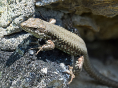 Podarcis muralis