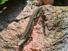 Podarcis muralis