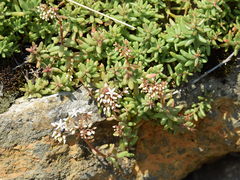 Sedum album