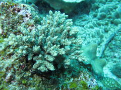 Acropora latistella