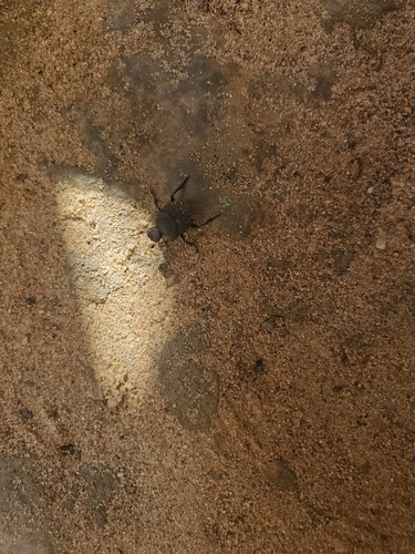 photo of Dung Beetles (Scarabaeinae)