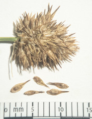Carex microptera
