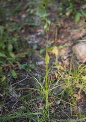 Carex microptera