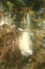 Evasterias troschelii