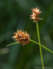 Carex microptera