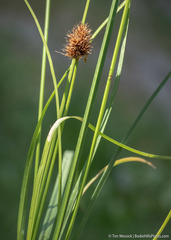 Carex microptera