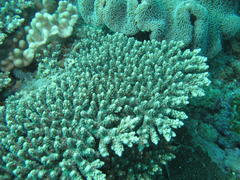 Acropora latistella