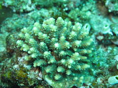 Acropora nana