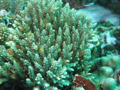 Acropora nana