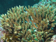 Acropora nana