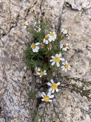 Perityle coronopifolia