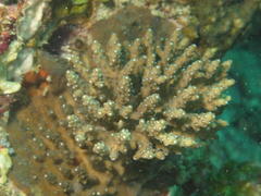 Acropora nana