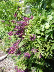 Wisteriopsis reticulata