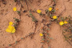 Lampranthus procumbens