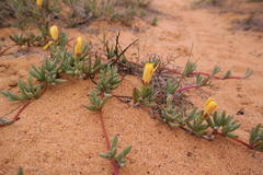 Lampranthus procumbens