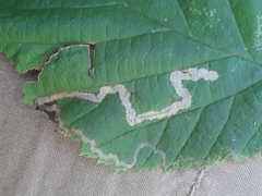 Stigmella floslactella