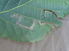 Stigmella floslactella