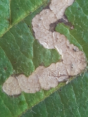 Stigmella floslactella