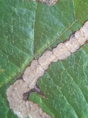 Stigmella floslactella