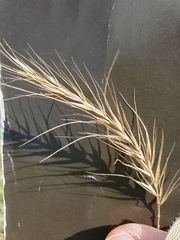 Elymus interruptus