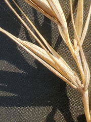 Elymus interruptus