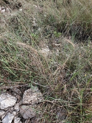Elymus interruptus
