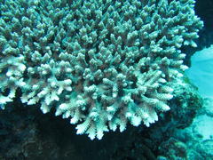Acropora natalensis