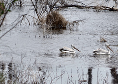 Pelecanus rufescens