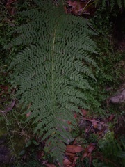 Athyrium filix-femina image