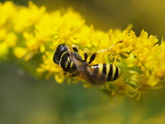 Ectemnius lituratus