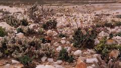 Leucoptera subcarnosa