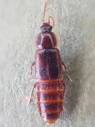 Crenate Ocellate Rove Beetle