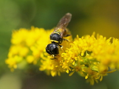 Ectemnius lituratus