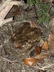 Bufo bufo