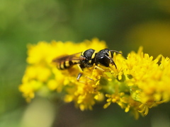 Ectemnius lituratus