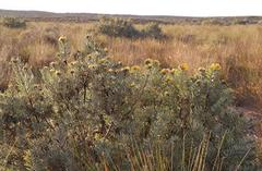 Leucospermum rodolentum