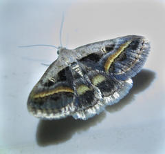 Acantholipes trimeni