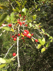 Ilex vomitoria image