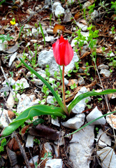 Tulipa agenensis