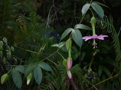 Passiflora tarminiana image