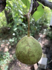 Pyrus pyrifolia