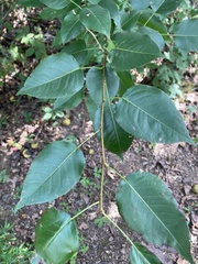 Pyrus pyrifolia