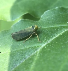 Jikradia olitoria