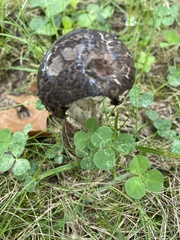 Tylopilus alboater