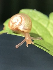 Helicoidea