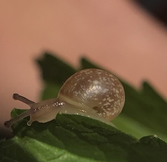 Helicoidea