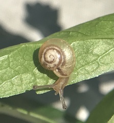 Helicoidea
